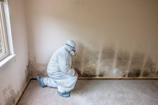 Best Real Estate Mold Inspection  in USA